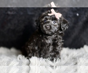 Medium YorkiePoo