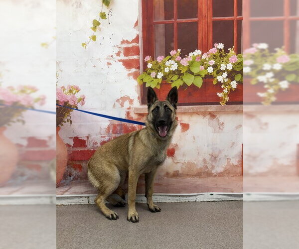 Medium Photo #1 Mutt Puppy For Sale in San Bernardino, CA, USA