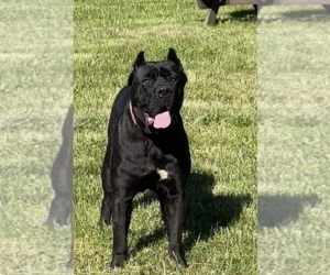 Mother of the Cane Corso puppies born on 07/02/2022
