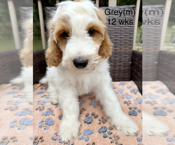 Medium Photo #8 Goldendoodle (Miniature) Puppy For Sale in ELBERT, CO, USA