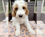 Small #7 Goldendoodle (Miniature)