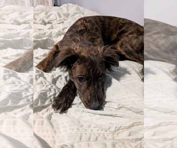 Medium Photo #2 Border Collie-Unknown Mix Puppy For Sale in Cliffwood, NJ, USA