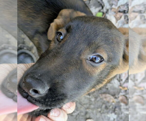 Medium Photo #2 Labrador Retriever-Unknown Mix Puppy For Sale in Aurora, IN, USA