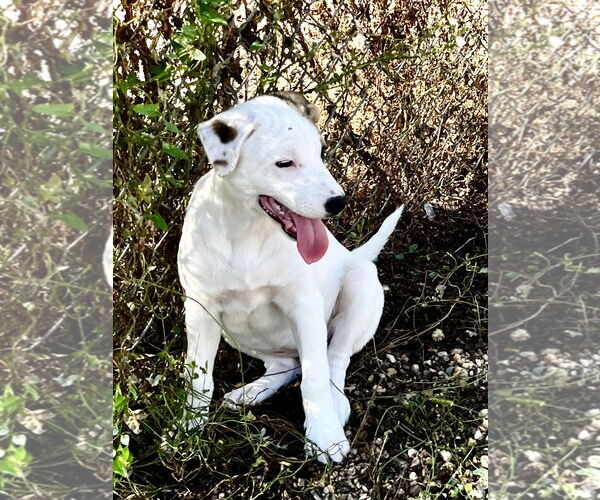 Medium Photo #2 Mutt Puppy For Sale in Estherville, IA, USA