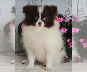 Pomeranian Puppy for sale in FREDERICKSBURG, OH, USA