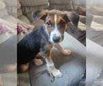 Small #1 Beagle Mix
