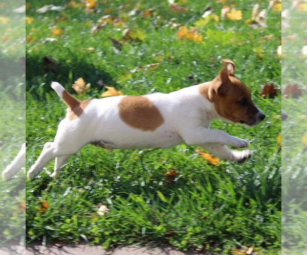 Medium Photo #5 Jack Russell Terrier Puppy For Sale in LEBANON, PA, USA