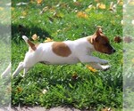 Small Photo #5 Jack Russell Terrier Puppy For Sale in LEBANON, PA, USA