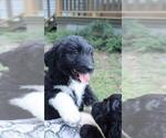 Small Photo #72 Aussiedoodle Puppy For Sale in CONWAY, SC, USA