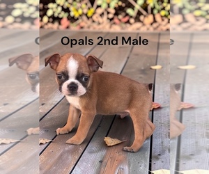 Boston Terrier Puppy for sale in EWING, KY, USA