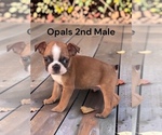 Image preview for Ad Listing. Nickname: AKC USDA