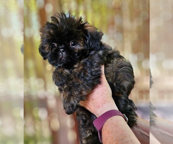 Medium Photo #4 Shih Tzu Puppy For Sale in SPG VALLEY LK, CA, USA