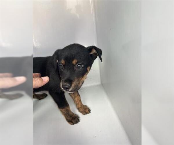 Medium Photo #1 Labrador Retriever-Unknown Mix Puppy For Sale in Houston, TX, USA