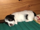 Small Photo #7 Havanese Puppy For Sale in TEANECK, NJ, USA