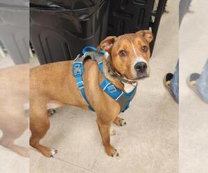 Rottweiler-Staffordshire Bull Terrier Mix Dogs for adoption in Fort Collins, CO, USA