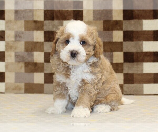 Medium Photo #4 Bernedoodle (Miniature) Puppy For Sale in DENVER, PA, USA