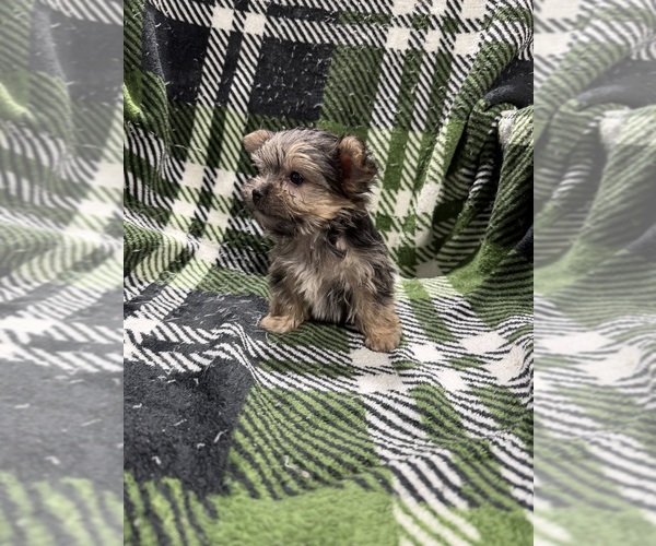 Medium Photo #4 Morkie Puppy For Sale in GUTHRIE, KY, USA