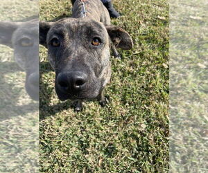 Holland Shepherd-Plott Hound Mix Dogs for adoption in Lakewood, CO, USA