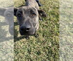 Small Holland Shepherd-Plott Hound Mix