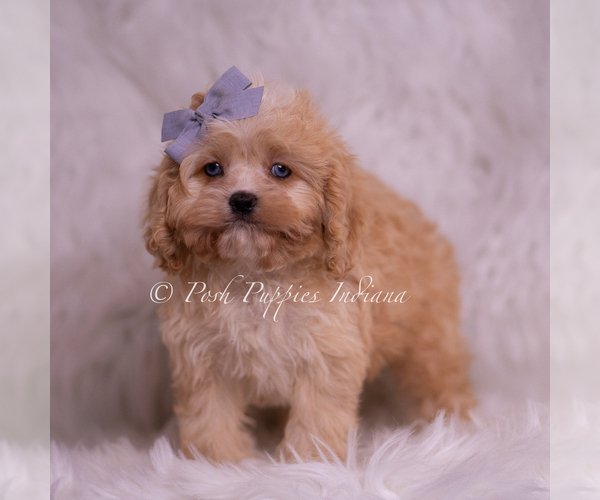 Medium Photo #5 Cavapoo (Miniature) Puppy For Sale in WARSAW, IN, USA
