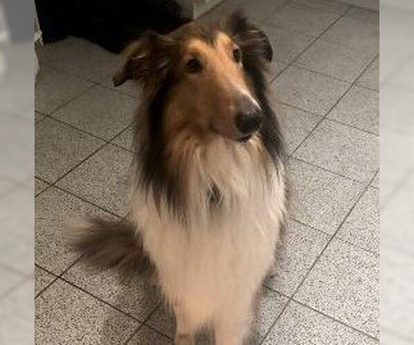 Medium Photo #1 Collie Puppy For Sale in Dublin, OH, USA