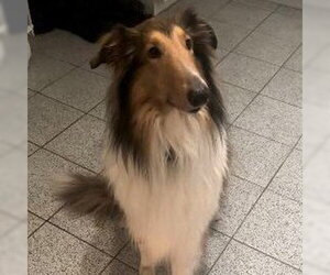 Rufus (adoption pending) - Male Collie Dog for Adoption