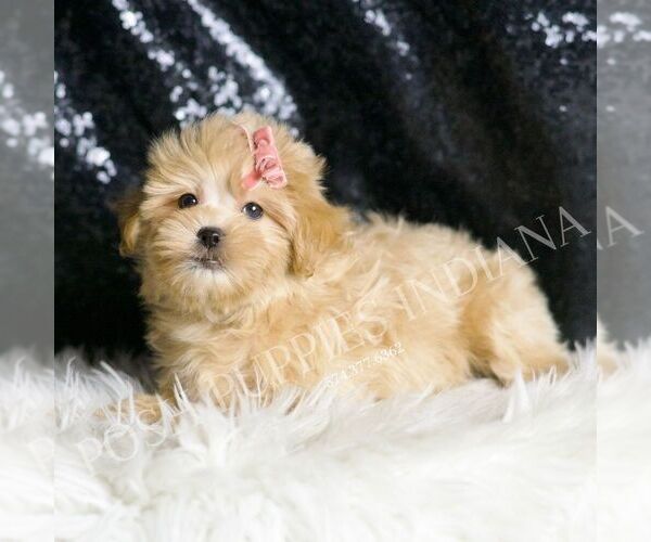 Medium Photo #3 Maltipoo Puppy For Sale in WARSAW, IN, USA