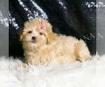 Small #2 Maltipoo