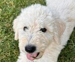 Image preview for Ad Listing. Nickname: Litter of 5
