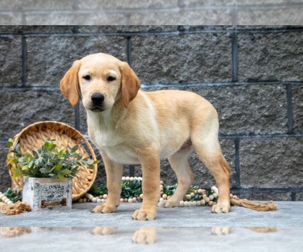 Medium Photo #4 Labrador Retriever Puppy For Sale in MILLERSBURG, OH, USA