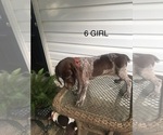 Small Photo #19 German Shorthaired Pointer Puppy For Sale in ENTERPRISE, AL, USA