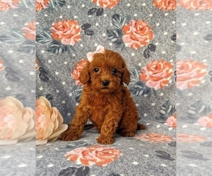 Poodle (Miniature) Puppy for sale in OXFORD, PA, USA
