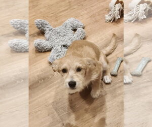 Mutt Dogs for adoption in The Woodlands, TX, USA