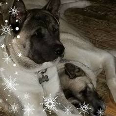 Mother of the Akita puppies born on 01/05/2018