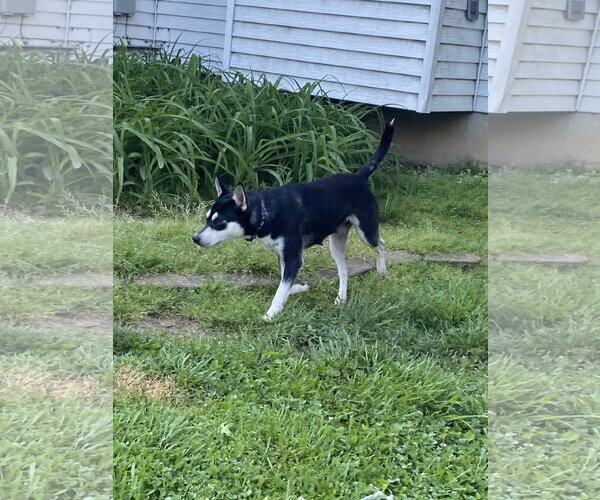 Medium Photo #2 Siberian Husky-Unknown Mix Puppy For Sale in Hillsboro, MO, USA