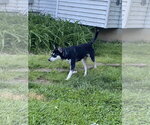 Small #1 Siberian Husky Mix