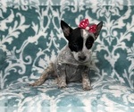 Small Photo #3 Australian Cattle Dog Puppy For Sale in LAKELAND, FL, USA