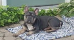 Small Photo #7 French Bulldog Puppy For Sale in COURTLAND, AL, USA