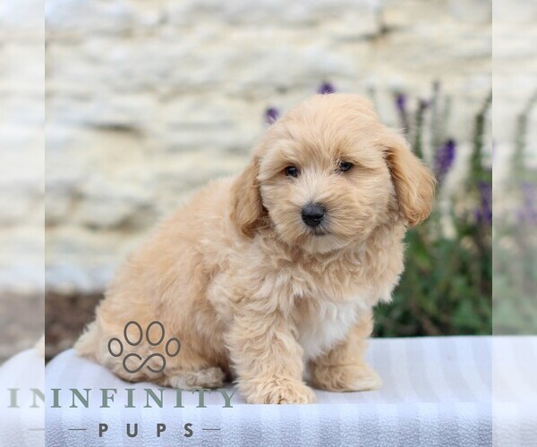 Medium Photo #5 Maltipoo Puppy For Sale in LEBANON, PA, USA