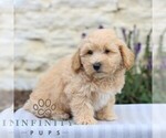 Small #4 Maltipoo