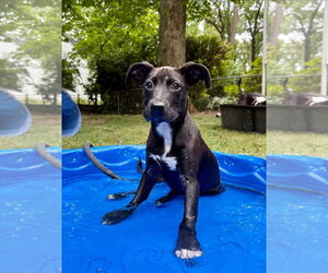 Mountain Cur-Whippet Mix Dogs for adoption in Chester, VA, USA