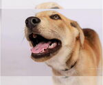 Small #2 Chow Chow Mix