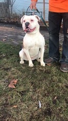 Mother of the American Bulldog puppies born on 12/10/2018