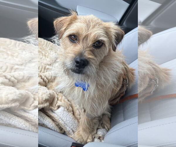 Medium Photo #1 Mutt Puppy For Sale in Bellevue, WA, USA