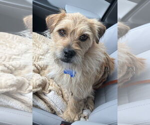 Mutt Dogs for adoption in Bellevue, WA, USA