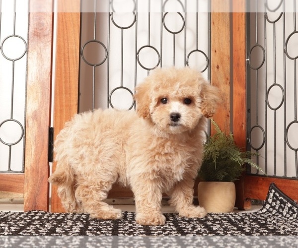 Medium Photo #1 Maltipoo (Miniature) Puppy For Sale in NAPLES, FL, USA