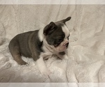 Small Photo #6 French Bulldog Puppy For Sale in SEBRING, FL, USA