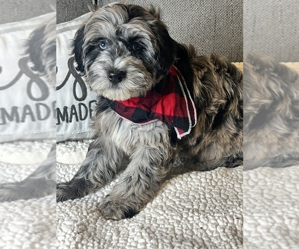 Medium Photo #7 Whoodle (Miniature) Puppy For Sale in RICHMOND, IL, USA