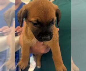 Chihuahua-Unknown Mix Dogs for adoption in Houston, TX, USA