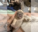 Small #4 French Bulldog